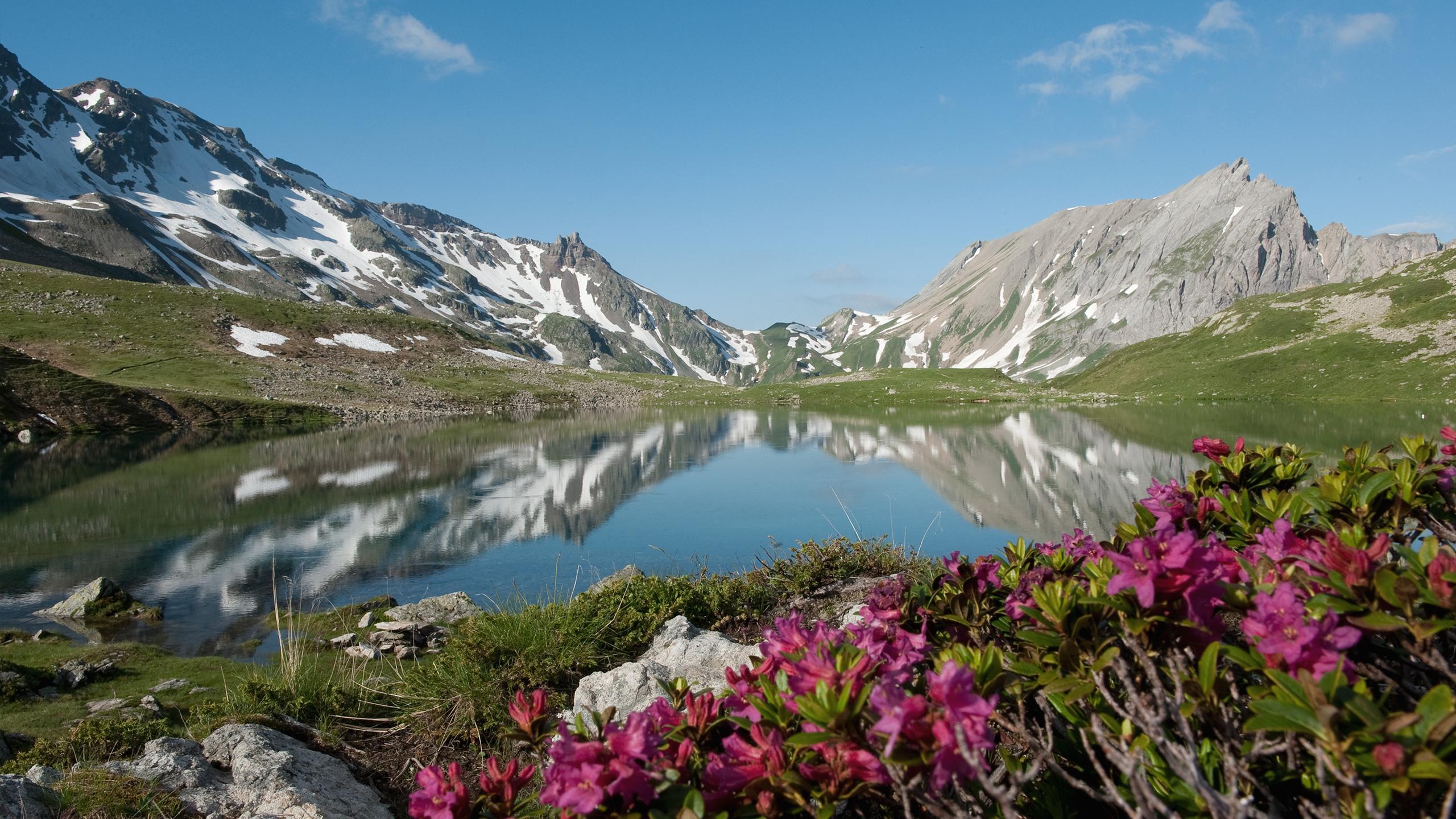 Paysage avec des fleurs en premier plan et un lac de montagne aux Contamines-Montjoie en été