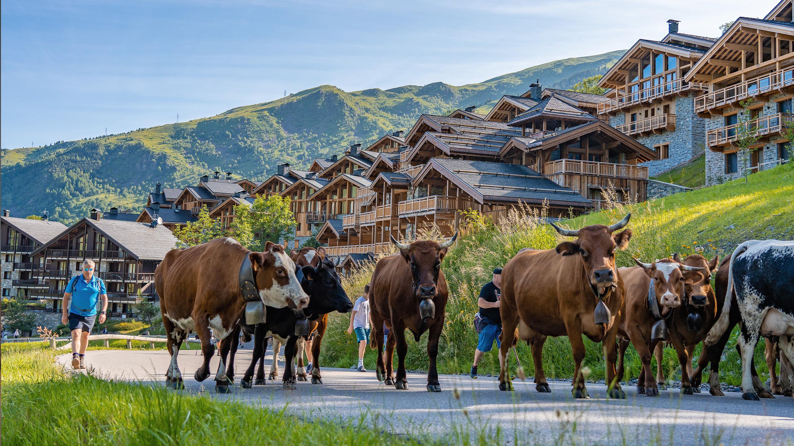 Des vaches marchent sur une route près d'un village du domaine des 3 Vallées