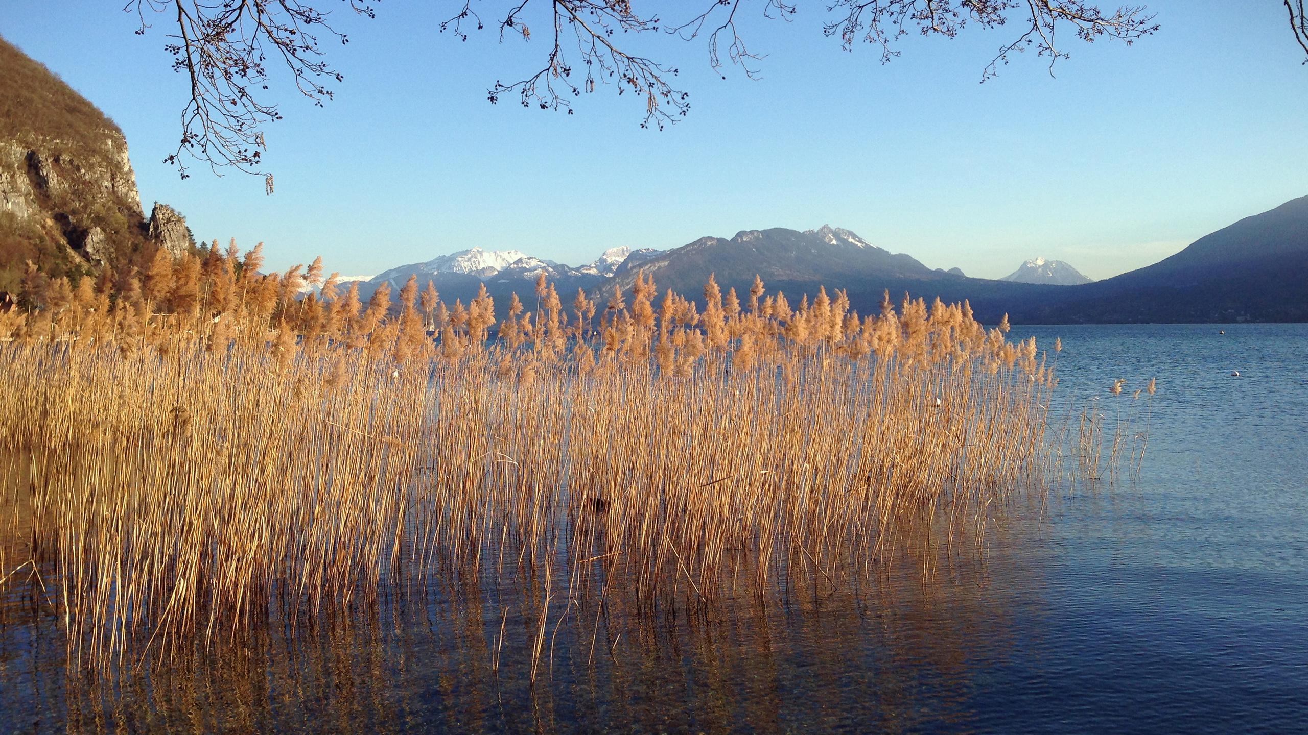 Annecy - Hiver - Lac - Roseaux