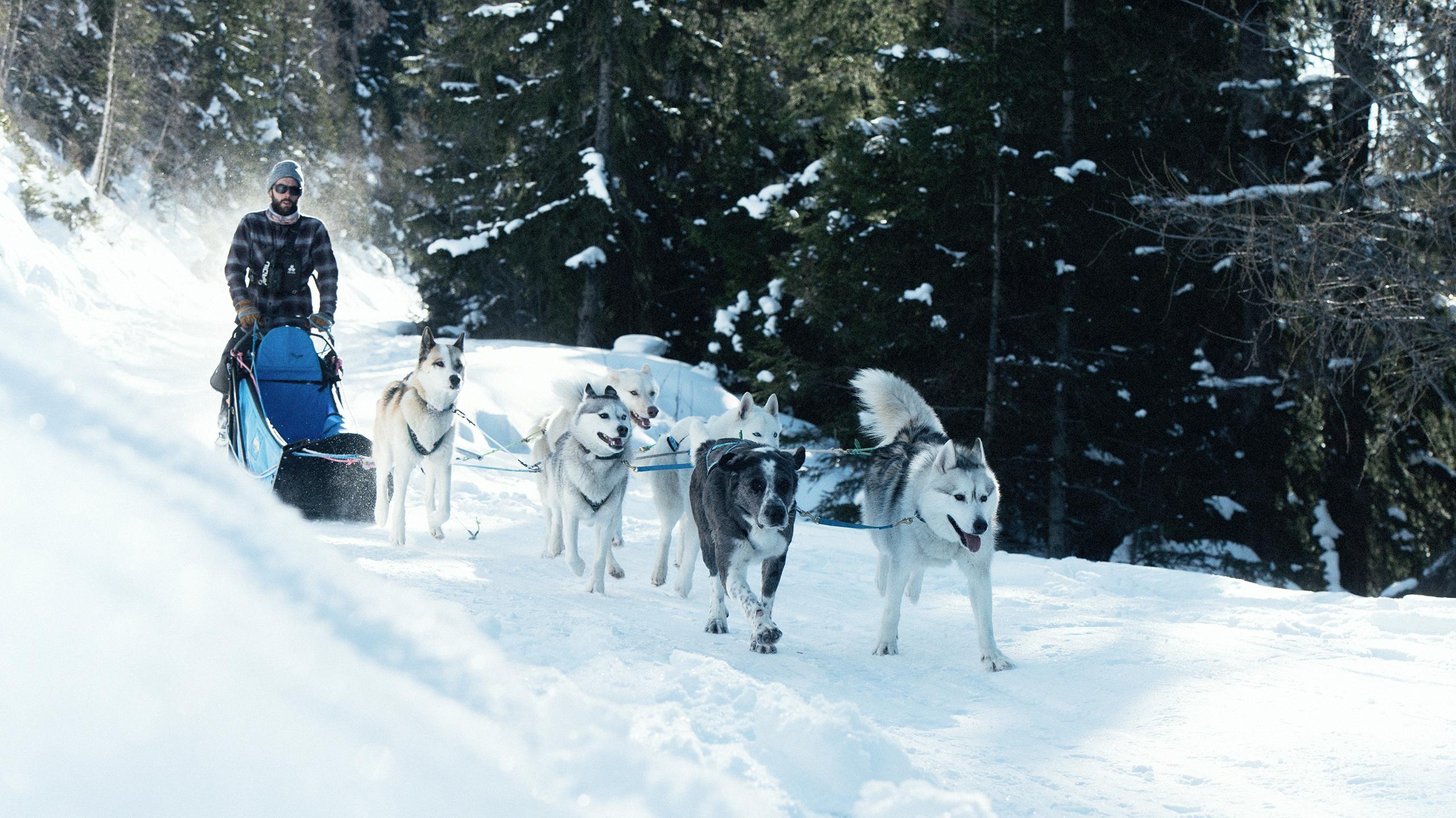 Sainte-Foy-Tarentaise - Hiver - Chiens de traîneaux