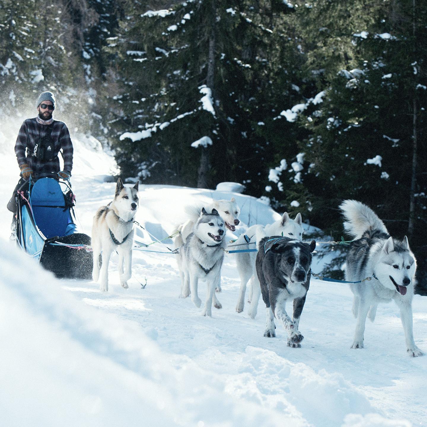 Balade en chiens de traineaux au Domaine de Sainte-Foy Tarentaise