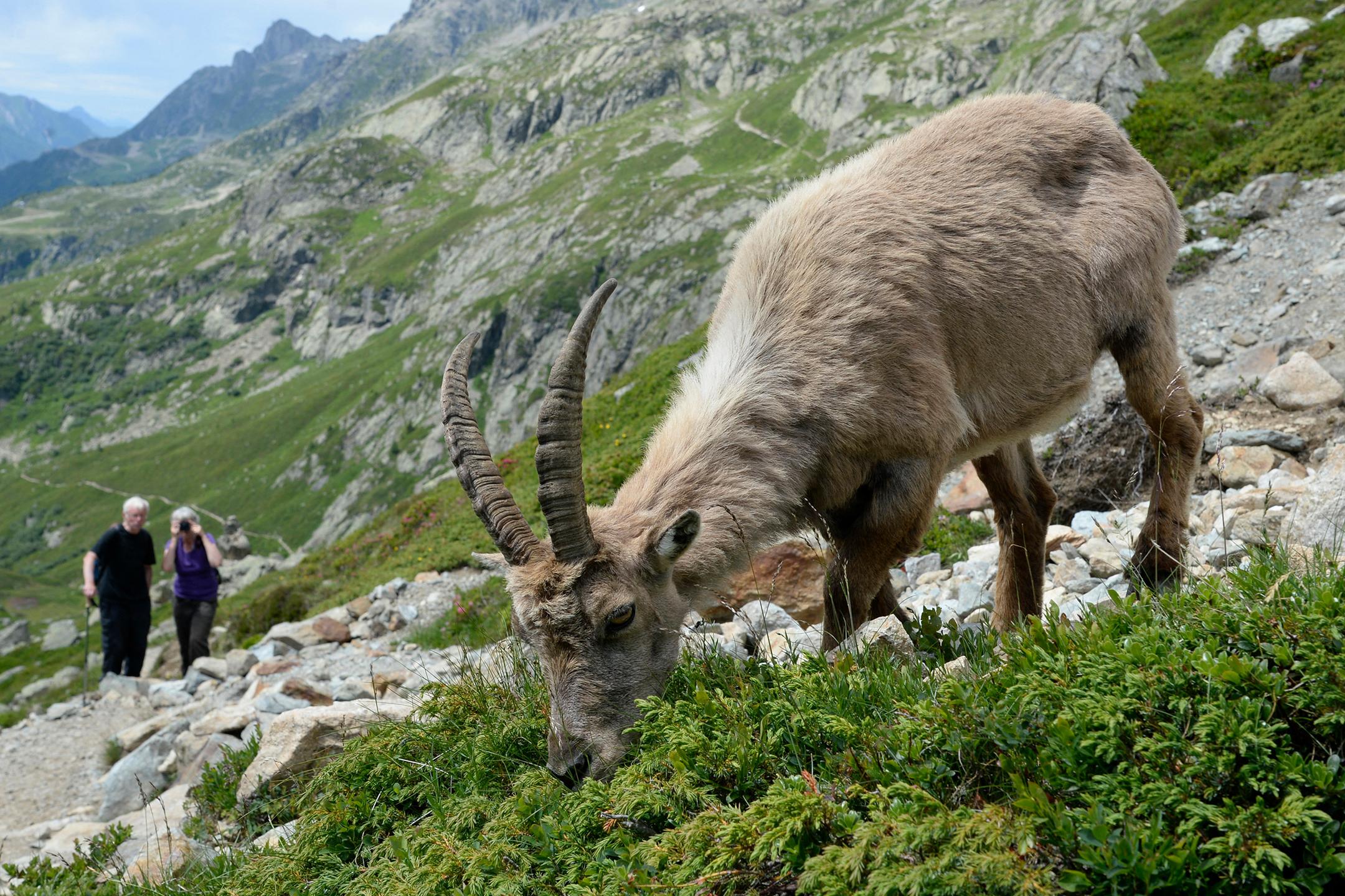 Bouquetin en train de manger tranquillement dans le Parc de la Vanoise