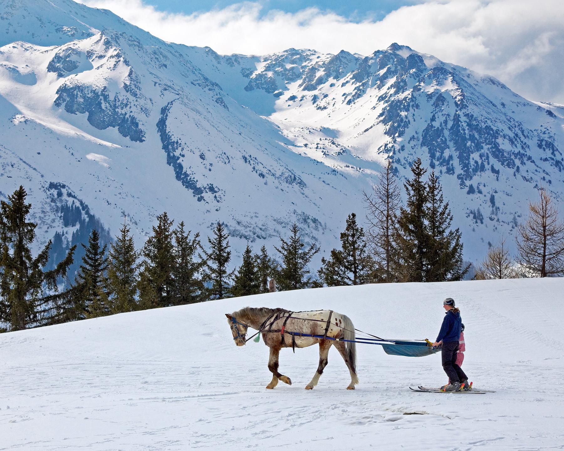 Une personne est tracté par un cheval sur la neige, il pratique du ski joëring